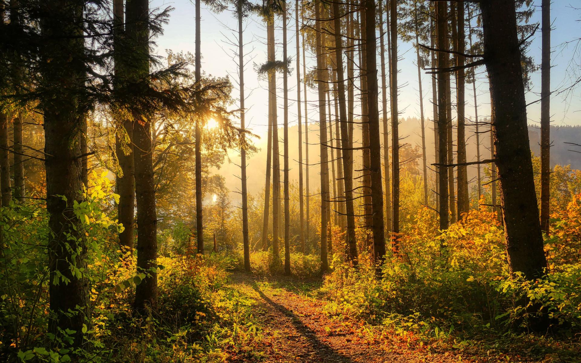 Herbstliche Waldstimmung im Abendlicht